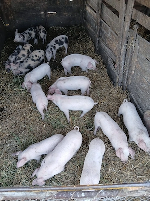 De Vânzare 16 bucăți castrați vacinați 