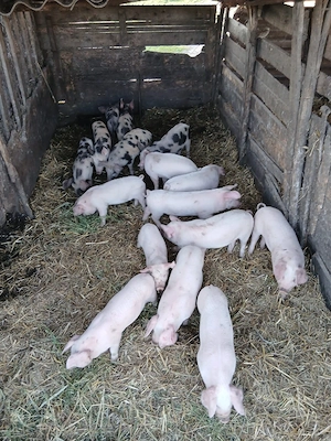 De Vânzare 16 bucăți castrați vacinați  - imagine 3