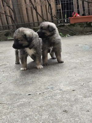 Spre adoptie 2 pui de ciobanesc - imagine 3