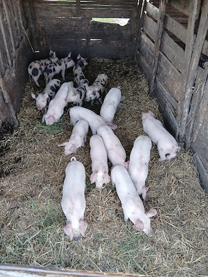 De Vânzare 16 bucăți castrați vacinați  - imagine 5