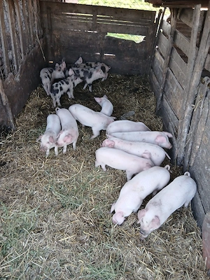 De Vânzare 16 bucăți castrați vacinați  - imagine 4