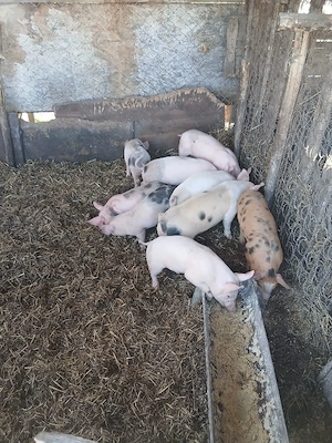 De Vânzare 9 bucăți vacinați 300 lei bucata  - imagine 3