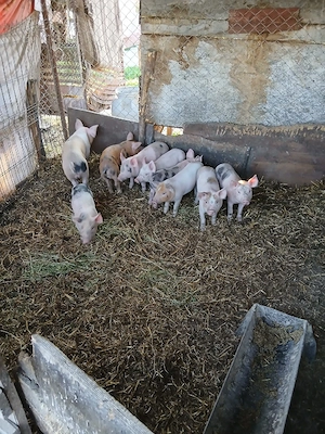 De Vânzare 9 bucăți vacinați 300 lei bucata  - imagine 5