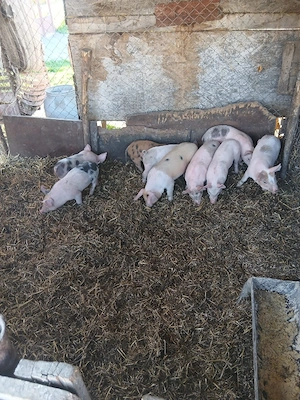 De Vânzare 9 bucăți vacinați 300 lei bucata  - imagine 4