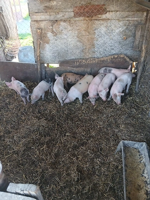 De Vânzare 9 bucăți vacinați 300 lei bucata 