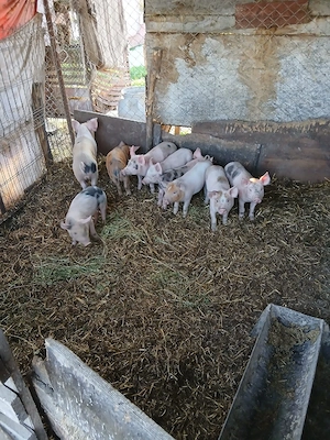 De Vânzare 9 bucăți vacinați 300 lei bucata  - imagine 2