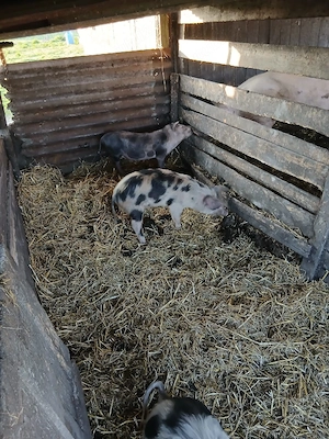 De Vânzare 2 bucăți 30 35 kg  - imagine 3