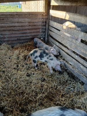 De Vânzare 2 bucăți 30 35 kg 