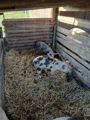 De Vânzare 2 bucăți 30 35 kg  - imagine 2