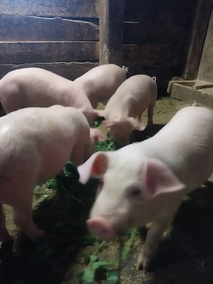 Purcei de vânzare - imagine 2