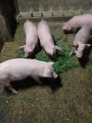 Purcei de vânzare - imagine 3