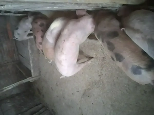 Vând purcei de 8 săptămâni 