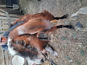 capre Anglonubiene vand - imagine 2