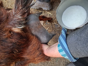 capre Anglonubiene vand - imagine 3