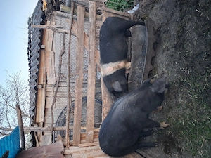 Vand porci de vanzare   o porc si o  scofar  afata    mai  - imagine 2