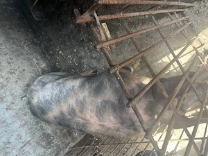 Porc de vânzare 180 kg   crescut în gospodărie - imagine 2