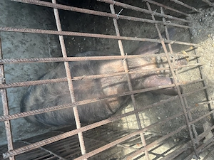 Porc de vânzare 180 kg   crescut în gospodărie