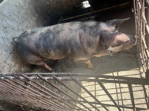 Porc de vânzare 180 kg   crescut în gospodărie - imagine 4