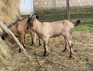 Iezi anglo nubian metis cu alpin francez - imagine 3