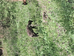 Miel carabas sarbesc  - imagine 3