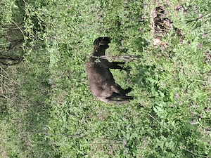 Miel carabas sarbesc  - imagine 2