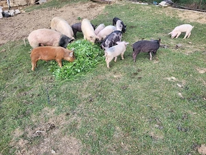 purcei și șoldani - imagine 2