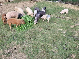 purcei și șoldani - imagine 3