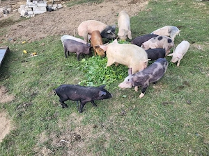 purcei și șoldani - imagine 4