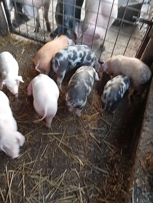 purcei de vânzare  - imagine 2