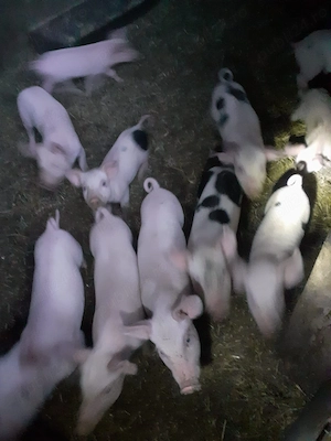 Purcei de vanzare - imagine 3