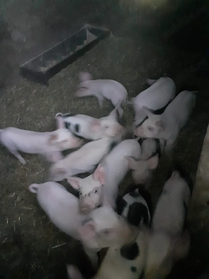 Purcei de vanzare - imagine 2