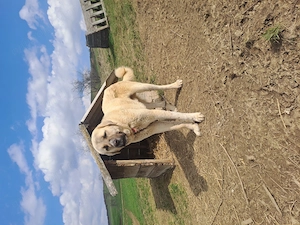 Mascul kangal 1an și 4 luni