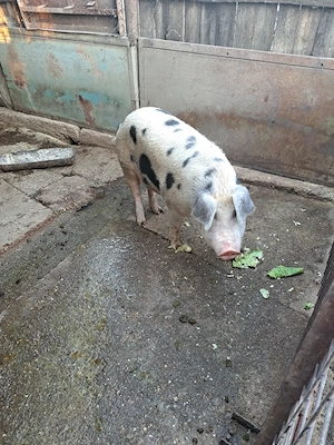 Porci crescuți fără chimicale,BIO.. - imagine 2