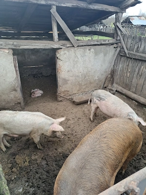 Porci crescuți fără chimicale,BIO.. - imagine 5