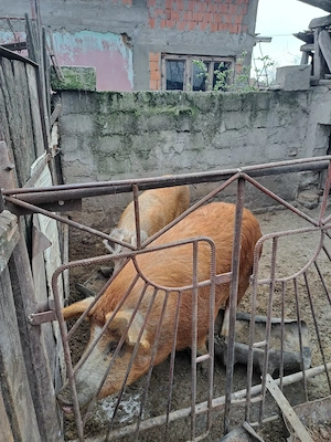 Porci crescuți fără chimicale,BIO.. - imagine 4