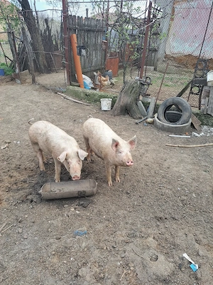 Porci crescuți fără chimicale,BIO.. - imagine 3