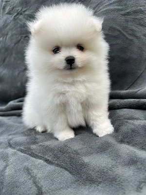 Pui pomeranian mini spitz  - imagine 4