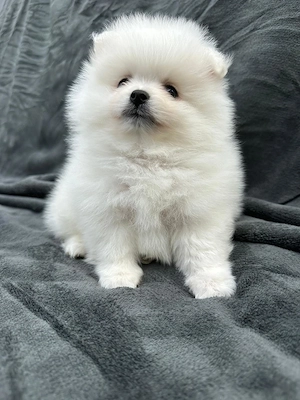 Pui pomeranian mini spitz  - imagine 3