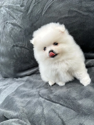Pui pomeranian mini spitz  - imagine 5