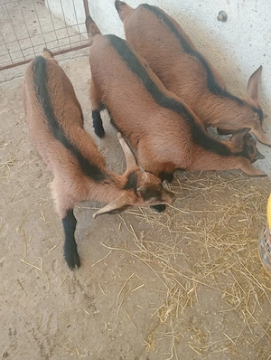 vând 2 ieduțe și un țap  - imagine 5