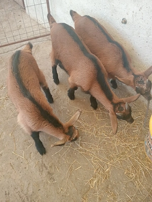 vând 2 ieduțe și un țap  - imagine 4