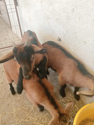 vând 2 ieduțe și un țap 