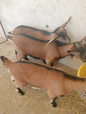 vând 2 ieduțe și un țap  - imagine 2