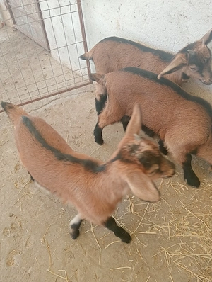 vând 2 ieduțe și un țap  - imagine 3