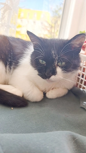 Donez pisică femelă - imagine 4