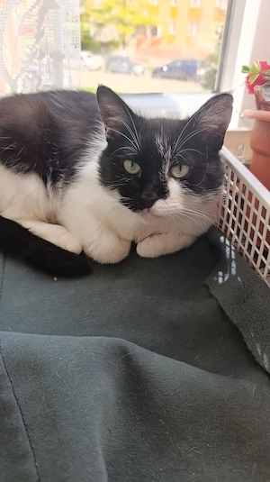 Donez pisică femelă - imagine 3