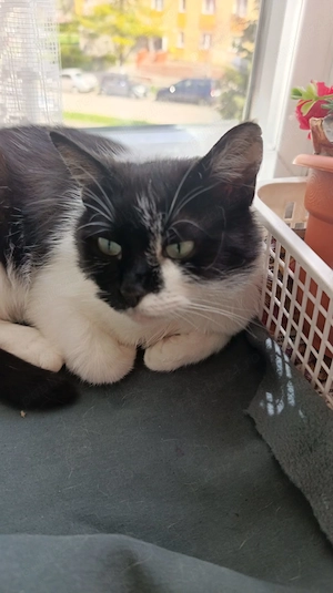 Donez pisică femelă