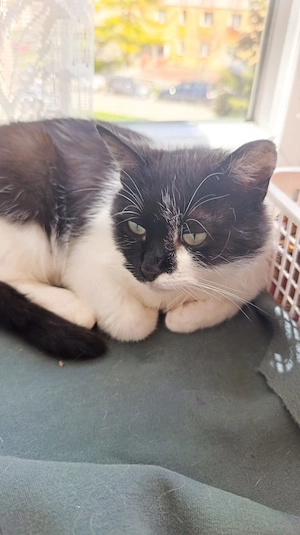 Donez pisică femelă - imagine 2