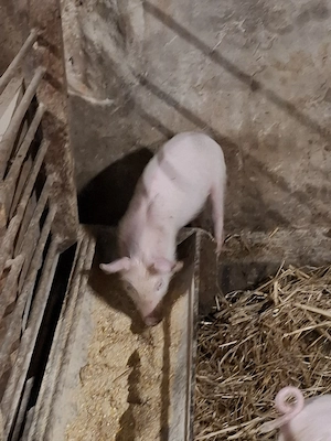 super oferta ,ultimii doi 500 lei!