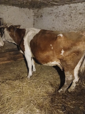 Vând Vaca băltată